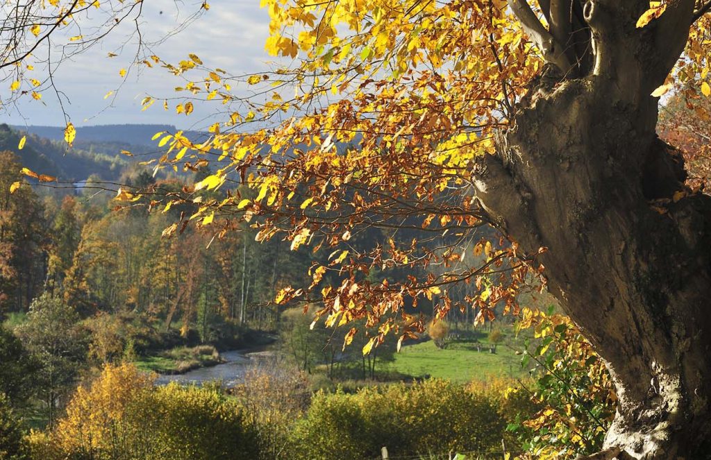 Die Ardennen: Eine bezaubernde Naturkulisse für unvergessliche Wandertouren